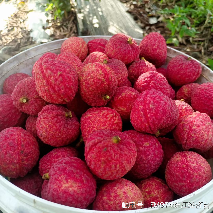 巨美人进京火出圈阳西底气十足喊全球吃荔枝