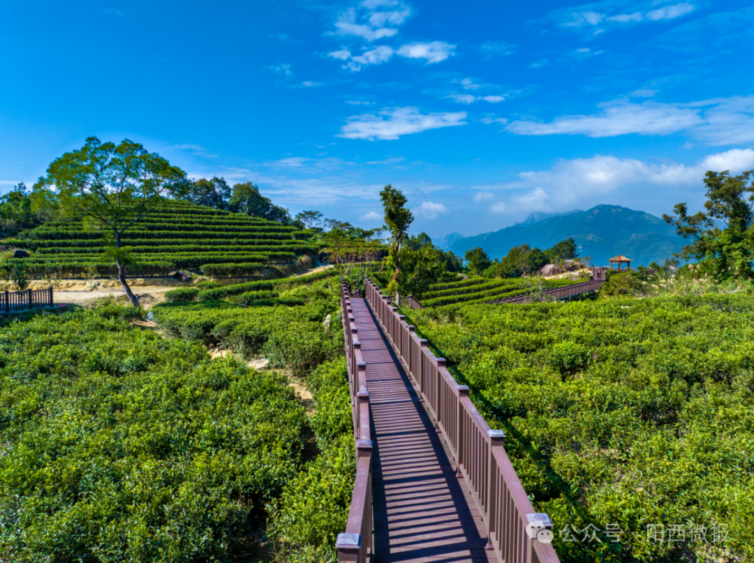 省级乡村旅游精品线路—"寻味阳西 悠游山海"线路简介:该线路以阳西