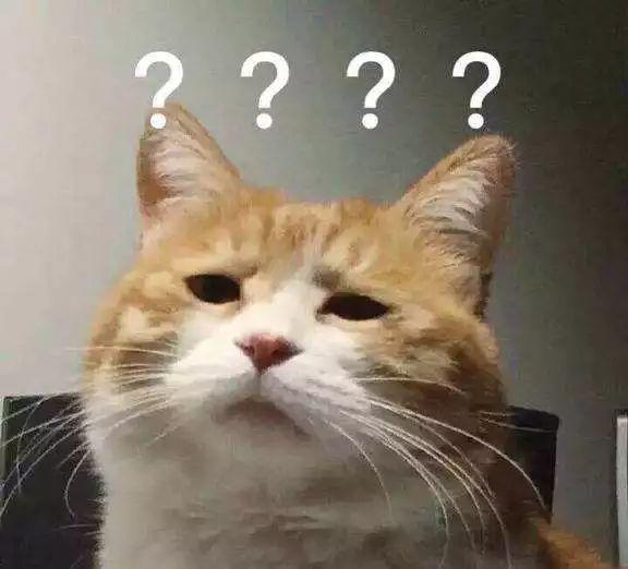 疑惑的猫咪表情包