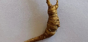 图片[4]-揭秘野山参：野生人参的奥秘与人工种植的区别-人参