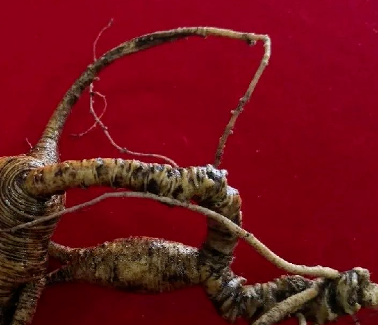 图片[2]-揭秘野山参：野生人参的奥秘与人工种植的区别-人参