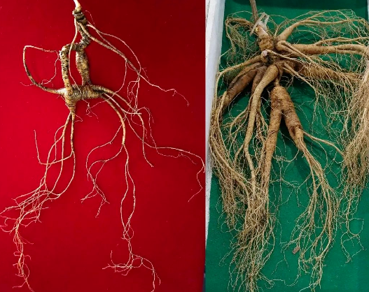 图片[7]-揭秘野山参：野生人参的奥秘与人工种植的区别-人参