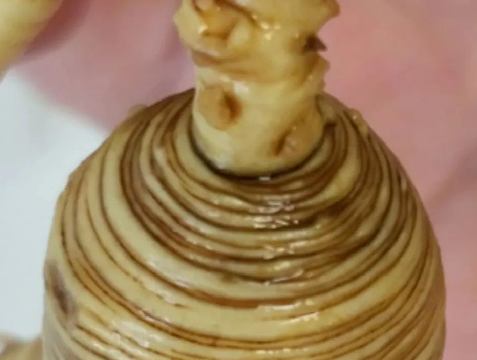 图片[5]-揭秘野山参：野生人参的奥秘与人工种植的区别-人参