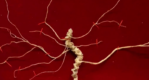 图片[3]-揭秘野山参：野生人参的奥秘与人工种植的区别-人参