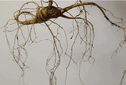 图片[6]-揭秘野山参：野生人参的奥秘与人工种植的区别-人参