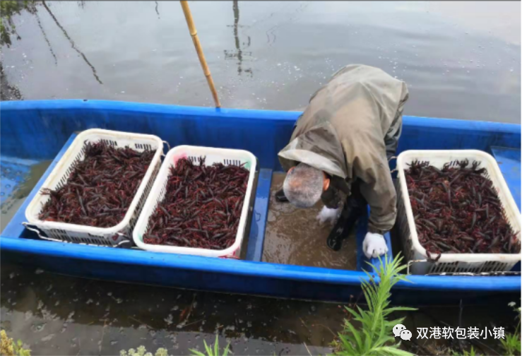 致富虾真的_致富经虾_致富经虾