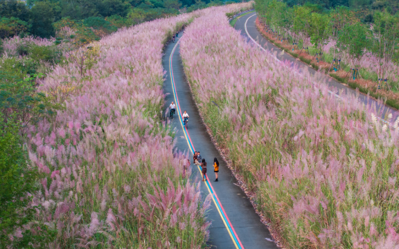 白峰村芦花