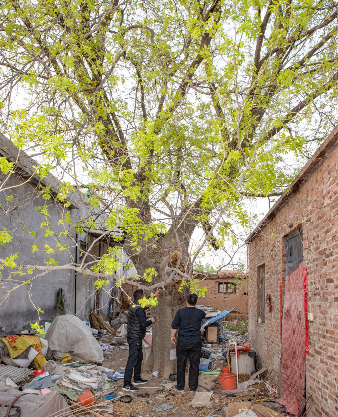 找个好地点,比如咱村的百年老槐树下(老槐树是董永和七仙女的媒人)