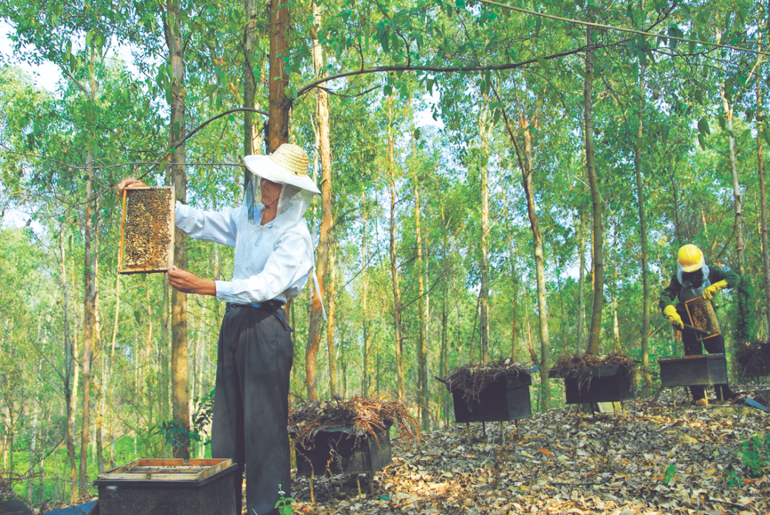 新年新亮点 | 广西林下经济:打好组合拳 做活绿文章 - 新闻动态 - 广