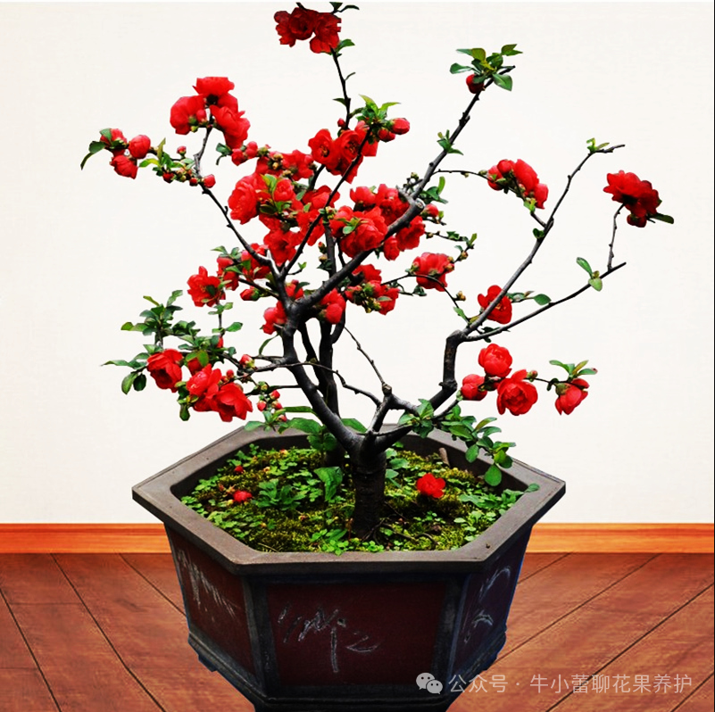 怎么养海棠花