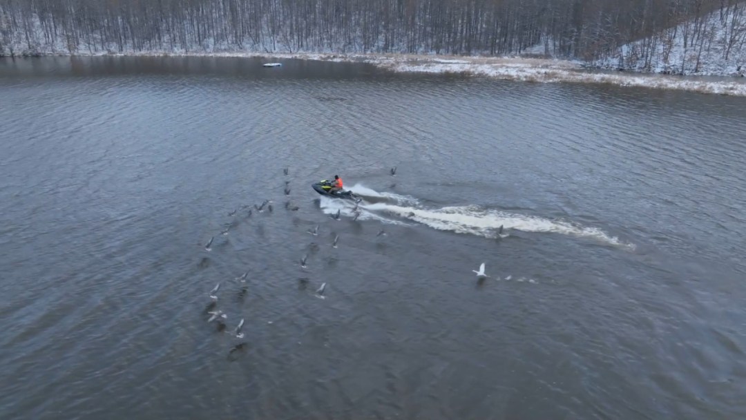 桃源湖：冬雁越冬养护暖意浓 生态IP续写冰雪童话