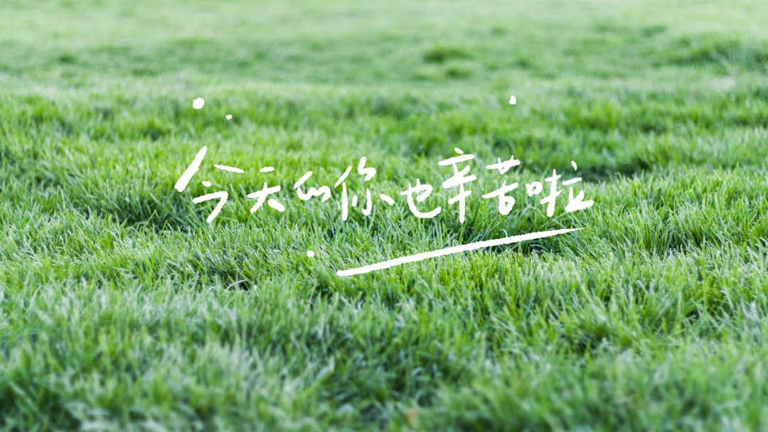 绿色护眼电脑壁纸 4k 高清壁纸