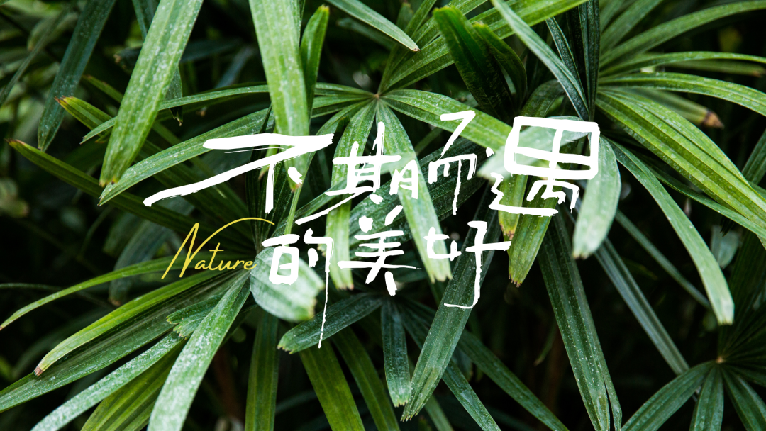 绿色护眼电脑壁纸 4k 高清壁纸