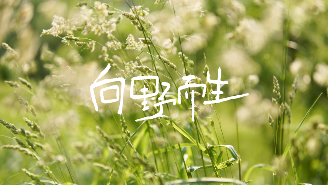 励志文案电脑壁纸桌面工位壁纸