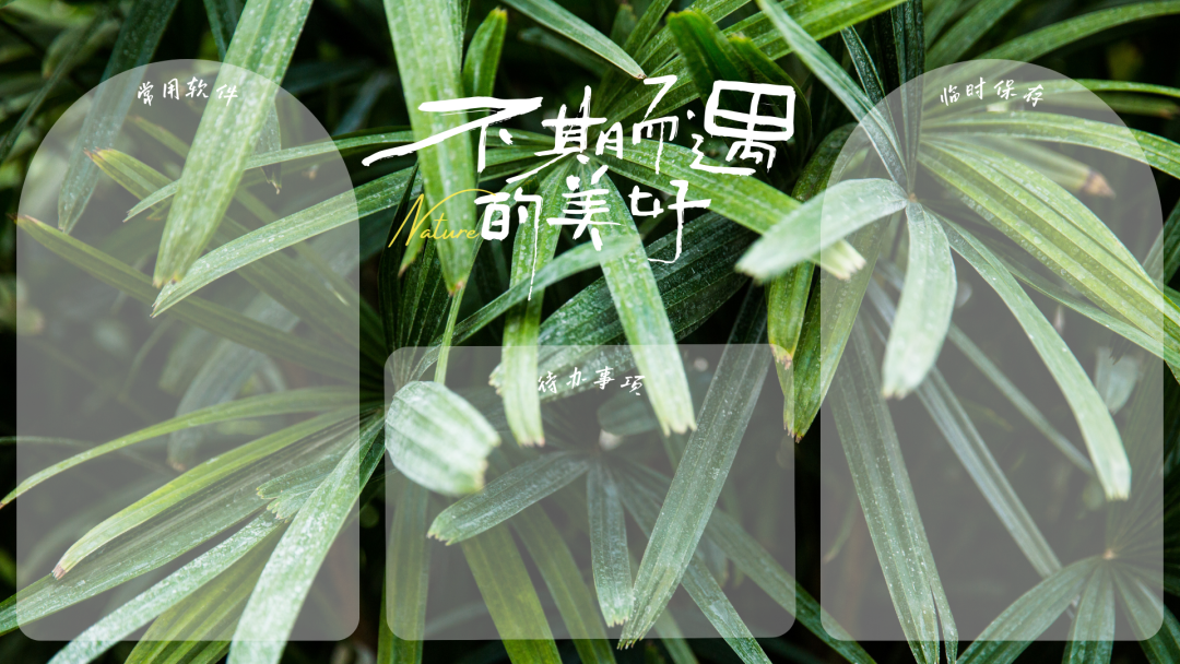 绿色护眼电脑壁纸 4k 高清壁纸