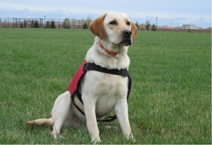 拉布拉多是大型犬吗？拉布拉多犬怎么养？