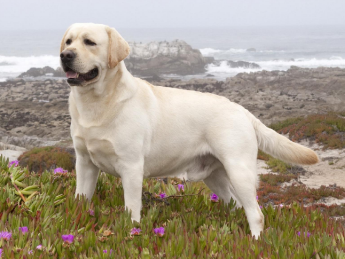 拉布拉多是大型犬吗？拉布拉多犬怎么养？