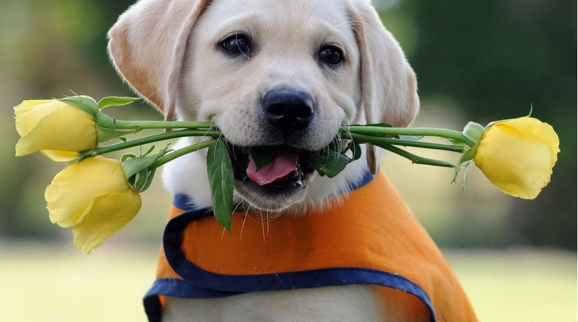 拉布拉多是大型犬吗？拉布拉多犬怎么养？