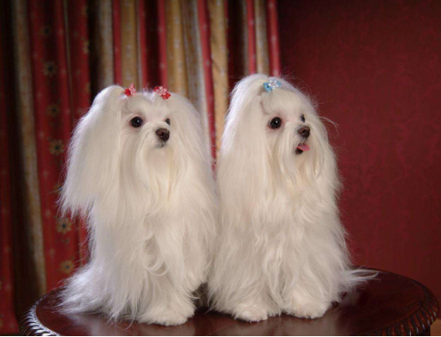 马尔济斯犬好养吗？马尔济斯犬喜欢吃什么？