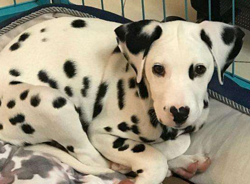 大麦町犬是什么犬种？自带黑斑点的萌宠