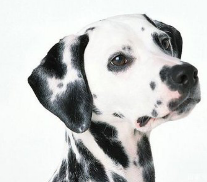 大麦町犬是什么犬种？自带黑斑点的萌宠