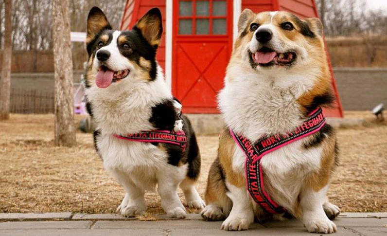 柯基犬是哪个国家的犬种？柯基犬怎么养？