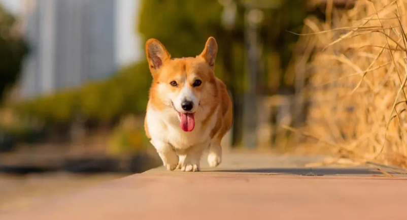 柯基犬是哪个国家的犬种？柯基犬怎么养？