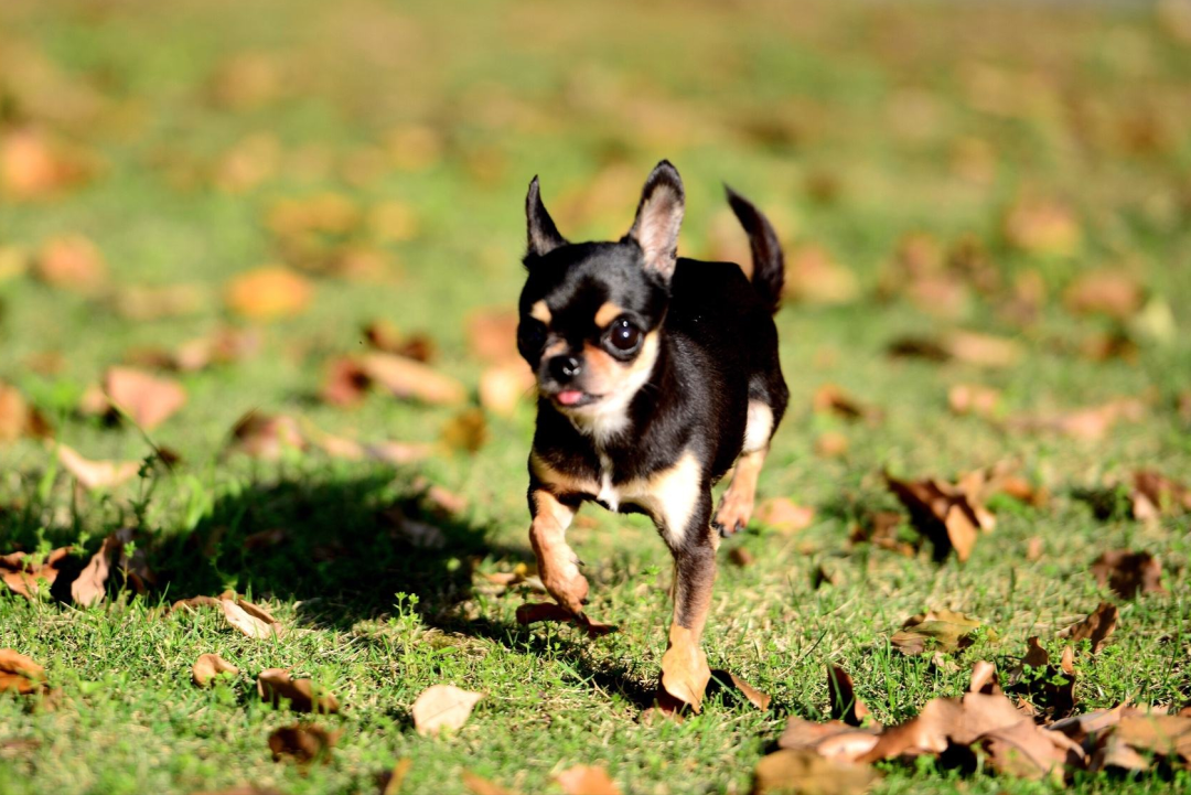 吉娃娃狗图片，吉娃娃犬怎么养？