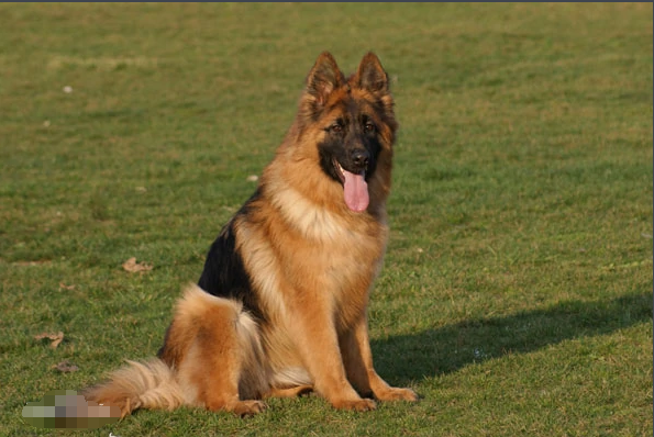 中国长毛狼犬是德牧吗？中国长毛狼犬喜欢吃什么？