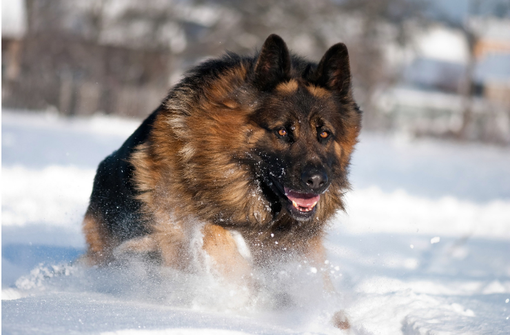 中国长毛狼犬是德牧吗？中国长毛狼犬喜欢吃什么？