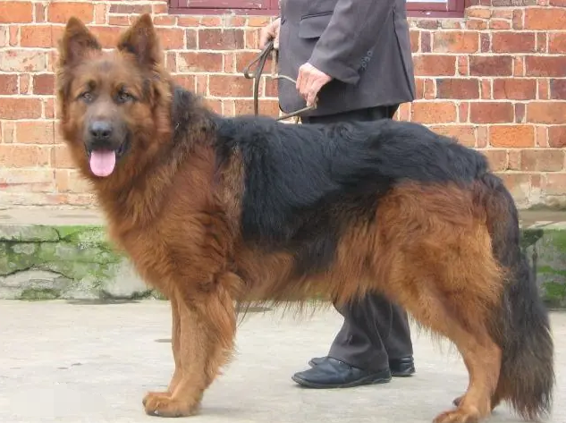 中国长毛狼犬是德牧吗？中国长毛狼犬喜欢吃什么？