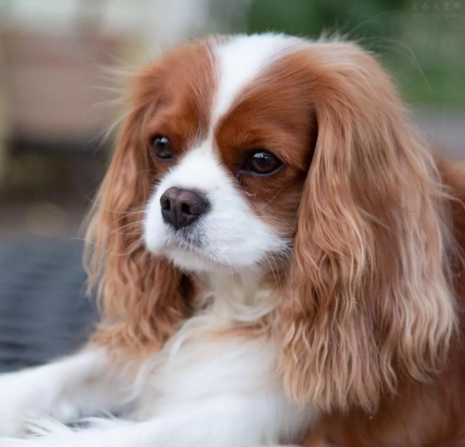 可卡犬好养吗？可卡犬喜欢吃什么？