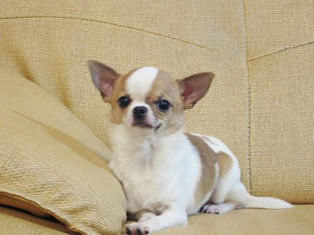 吉娃娃狗图片，吉娃娃犬怎么养？