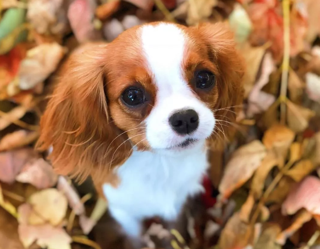 可卡犬好养吗？可卡犬喜欢吃什么？