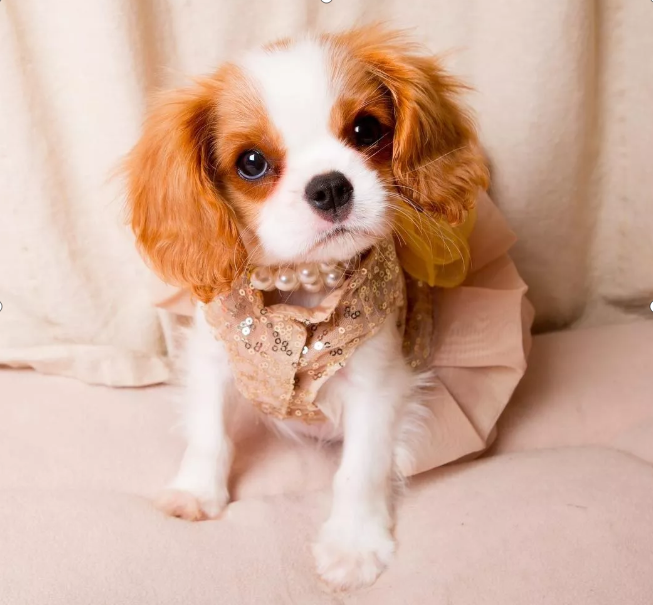 可卡犬好养吗？可卡犬喜欢吃什么？