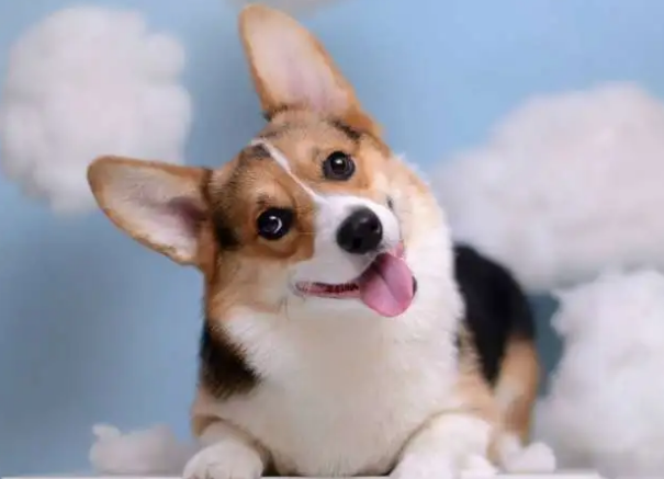 柯基犬是哪个国家的犬种？柯基犬怎么养？