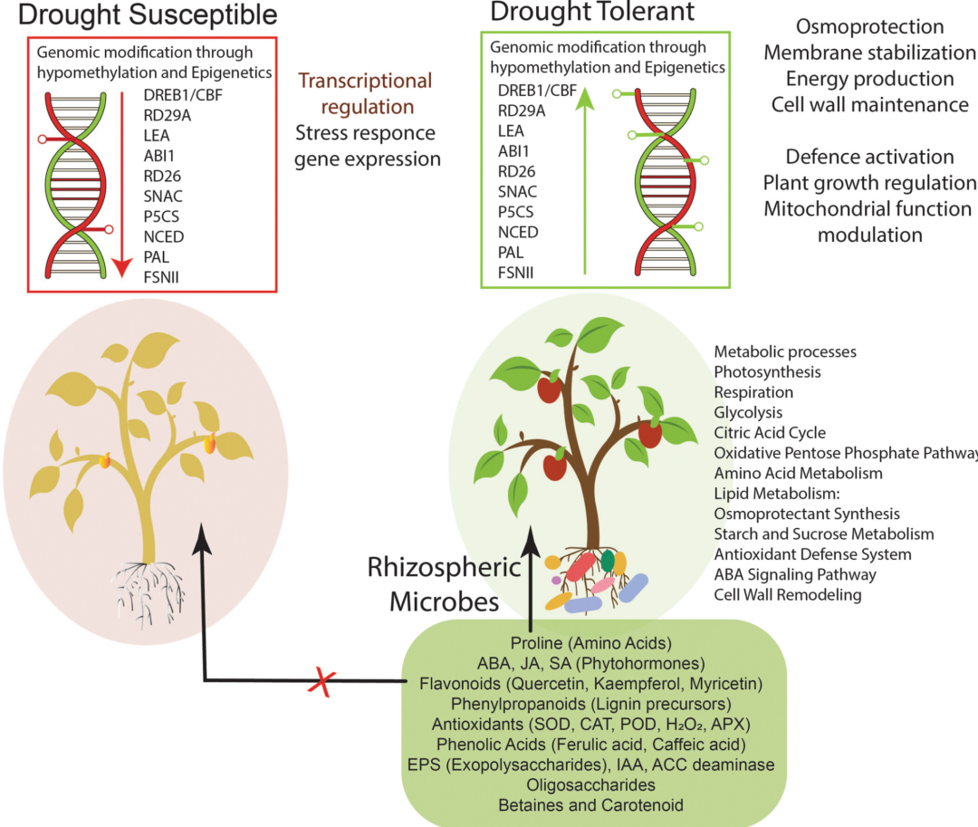 综述 根际微生物组与植物抗逆