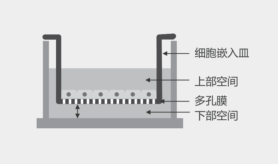 干貨來襲 | 如何用細胞嵌入皿玩轉細胞遷移/侵襲實驗！