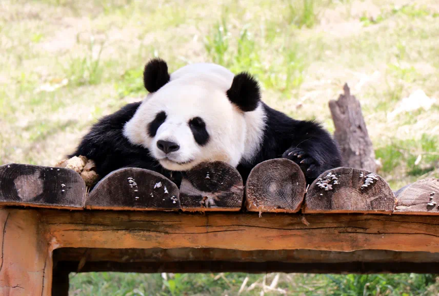 3月最佳旅行地 | 7元嗦粉、5元坐船、0元看花海，中国有的是好看又好吃的地方！