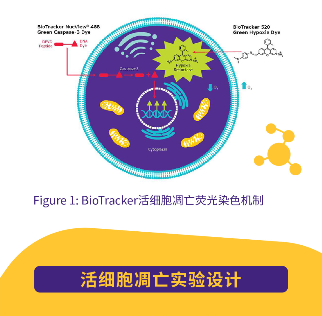 实验白皮书 活细胞成像观察单个免疫细胞凋亡过程 生物通 微信公众号文章阅读 Wemp