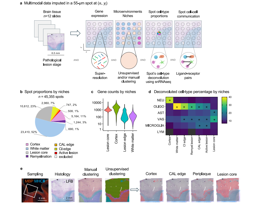 Nature Communications | (2025)类器官与炎症因子诱导类衰老