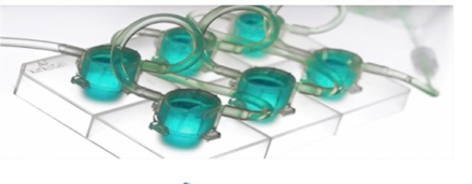 公衛(wèi)預防環(huán)境毒理必看！最新肝心類器官研究微塑料對人類健康效應