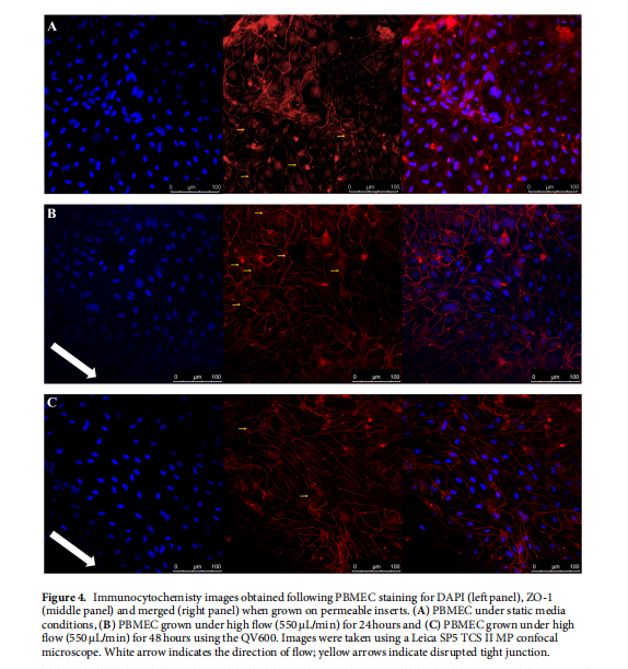 血腦屏障BBB模型與北京基爾比生物Kirkstall Quasi Vivo 動(dòng)態(tài)串聯(lián)灌注