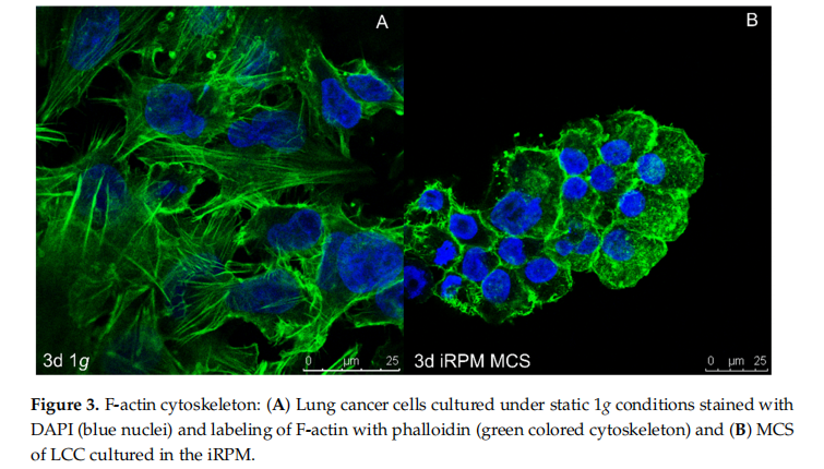 哪些藥物和試劑常用于探索微重力對癌癥細(xì)胞行為的影響