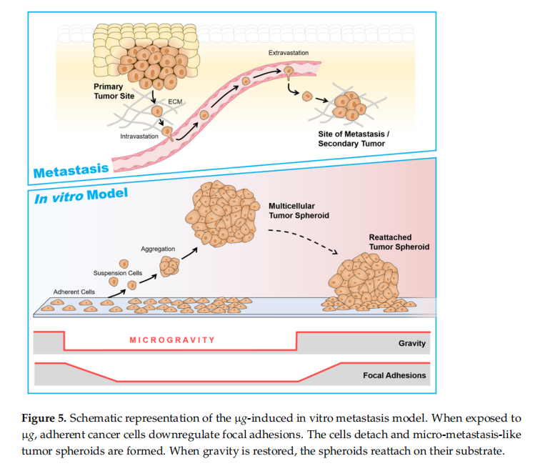 哪些藥物和試劑常用于探索微重力對癌癥細(xì)胞行為的影響