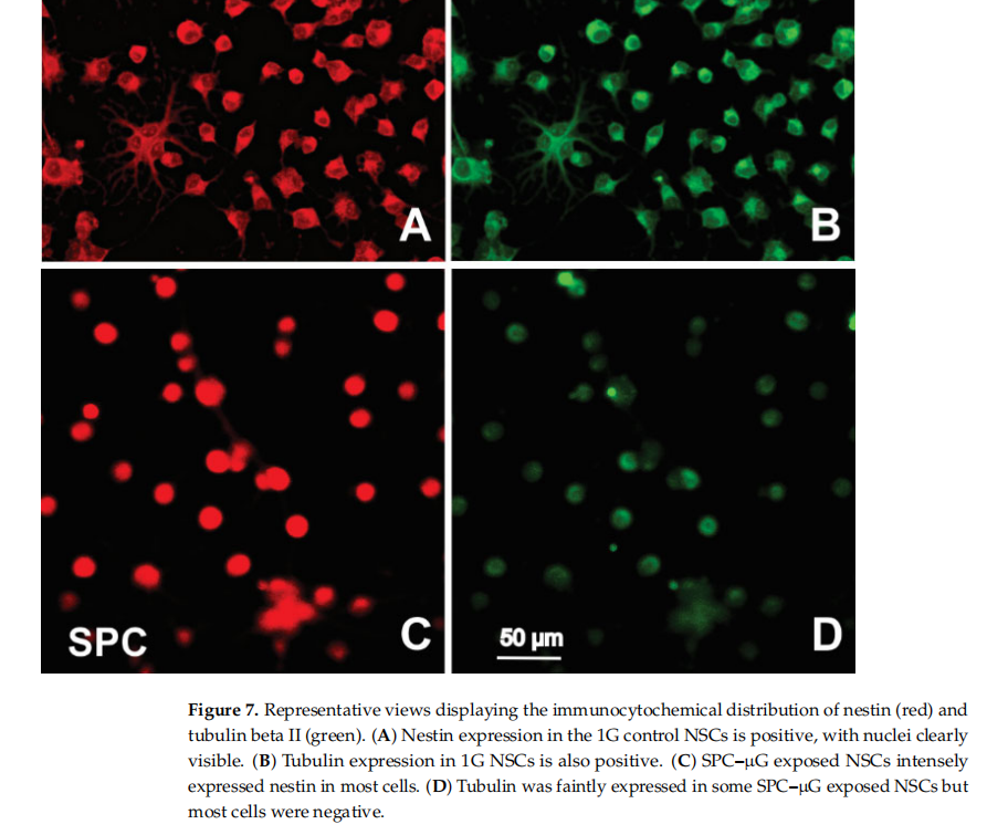 地表模擬微重力與太空真實微重力研究，到底有什么差異？