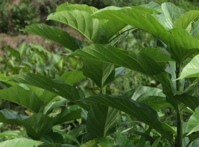 每当村里有胃痛或肚子痛的人,就会有人出门挖掘对叶榕的根茎,回家用