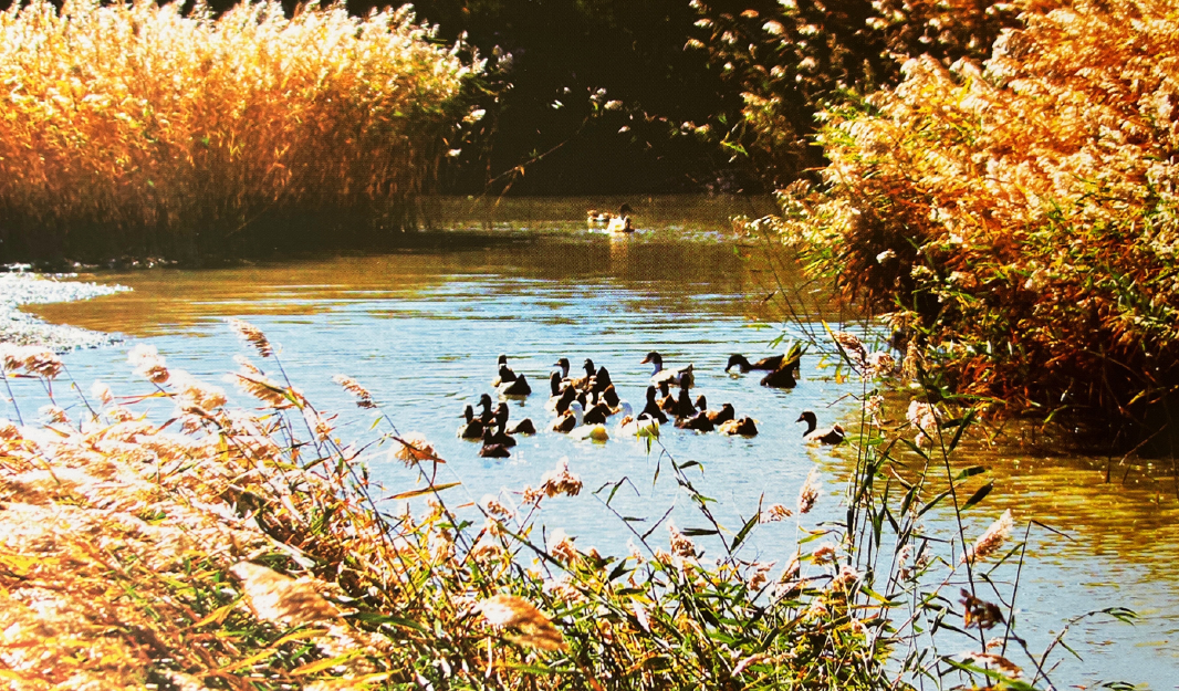 乡村振兴元问题：建设一个什么样的村庄？(图3)