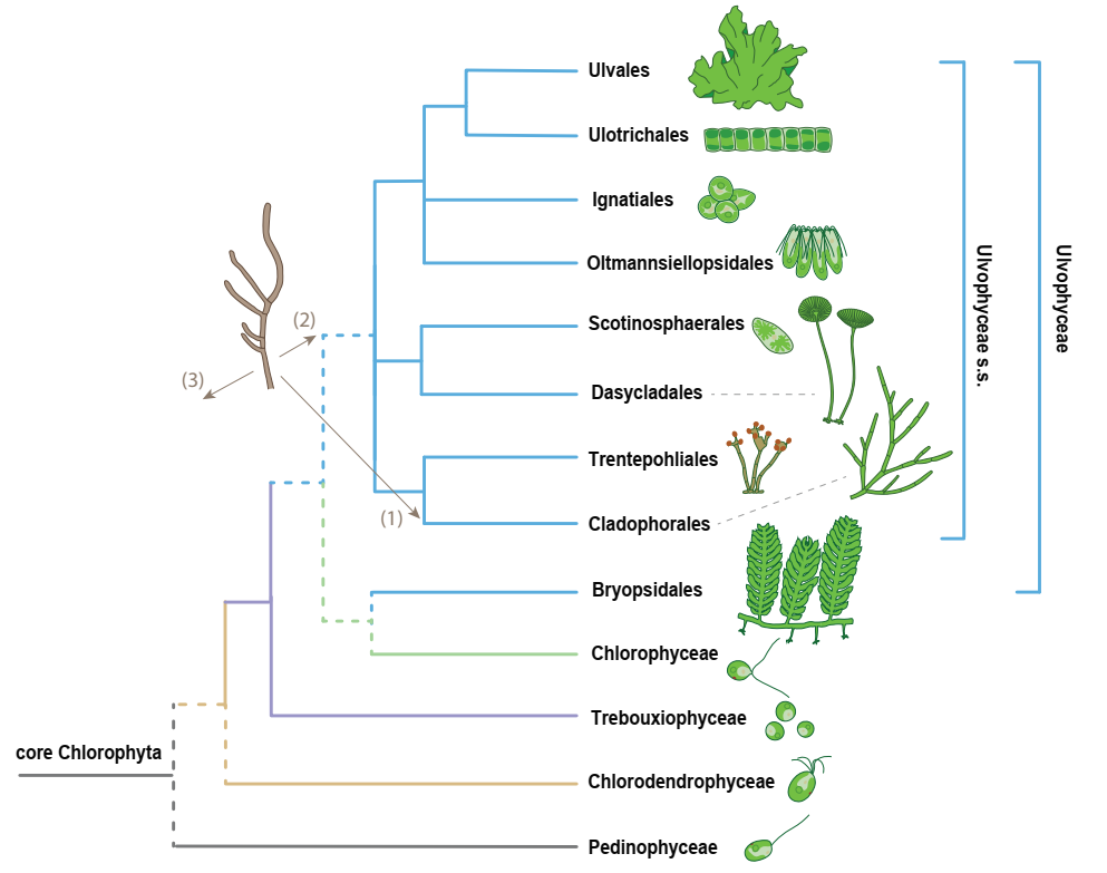 藻类植物 生物圈图片