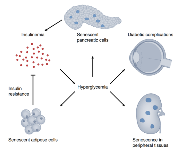 衰老细胞在糖尿病及其并发症中的多种作用衰老&糖尿病&铁死亡文献分析